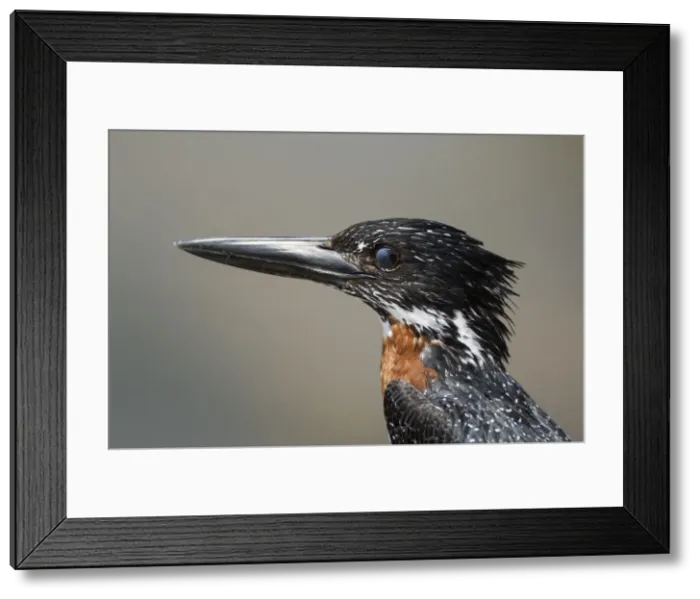 Framed Print : Picture No. 10900915 Framed Print : Picture No. 10900915