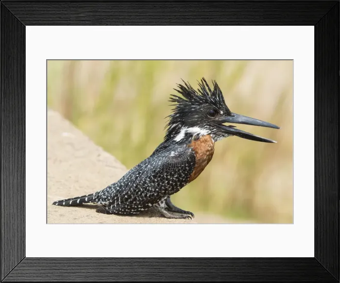 Framed Print : Picture No. 10900916 Framed Print : Picture No. 10900916