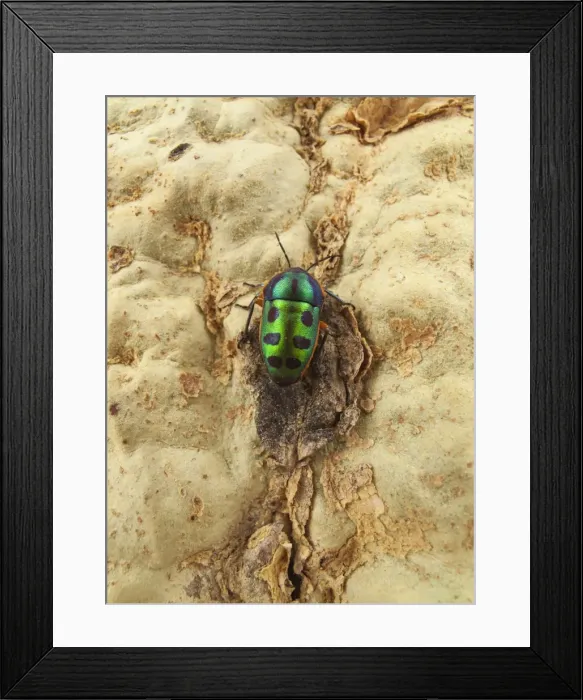 Framed Print : Picture No. 10900913 Framed Print : Picture No. 10900913