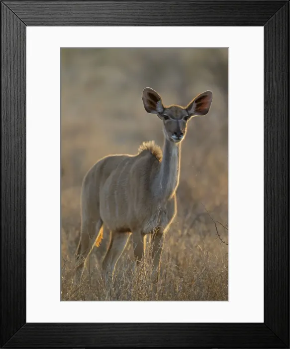 Framed Print : Picture No. 10900919 Framed Print : Picture No. 10900919