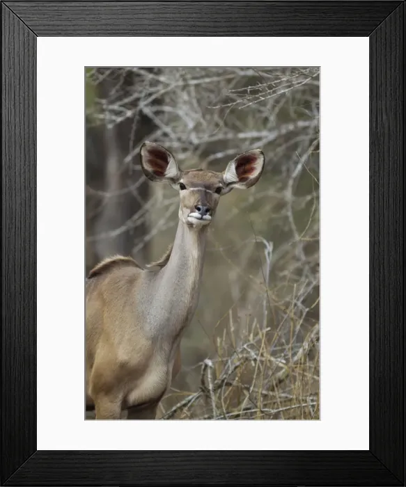 Framed Print : Picture No. 10900918 Framed Print : Picture No. 10900918