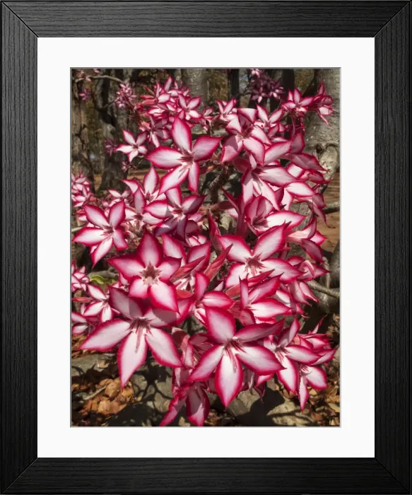 Framed Print : Picture No. 10900925 Framed Print : Picture No. 10900925