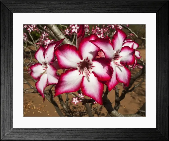Framed Print : Picture No. 10900927 Framed Print : Picture No. 10900927