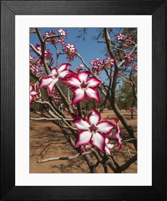 Framed Print : Picture No. 10900929 Framed Print : Picture No. 10900929
