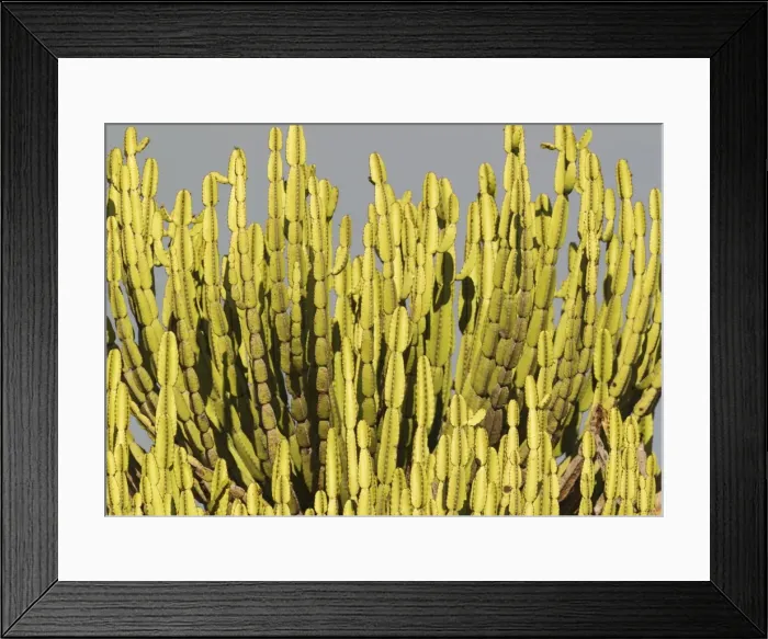 Framed Print : Picture No. 10900923 Framed Print : Picture No. 10900923