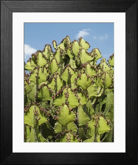 Framed Print : Picture No. 10900924 Framed Print : Picture No. 10900924