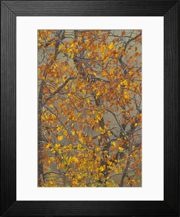 Framed Print : Picture No. 10900930 Framed Print : Picture No. 10900930