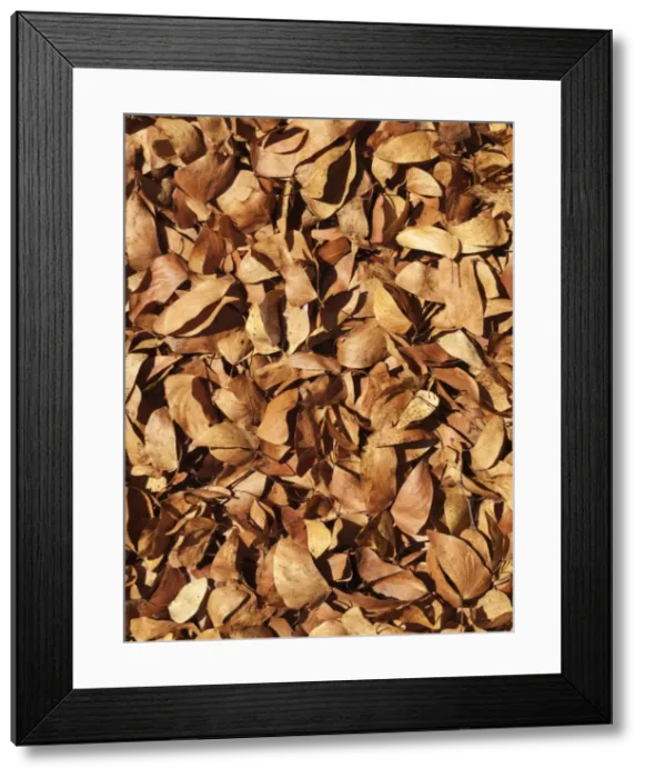 Framed Print : Picture No. 10900932 Framed Print : Picture No. 10900932