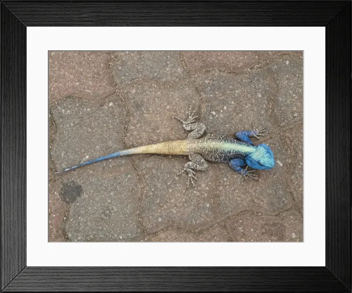 Framed Print : Picture No. 10900940 Framed Print : Picture No. 10900940
