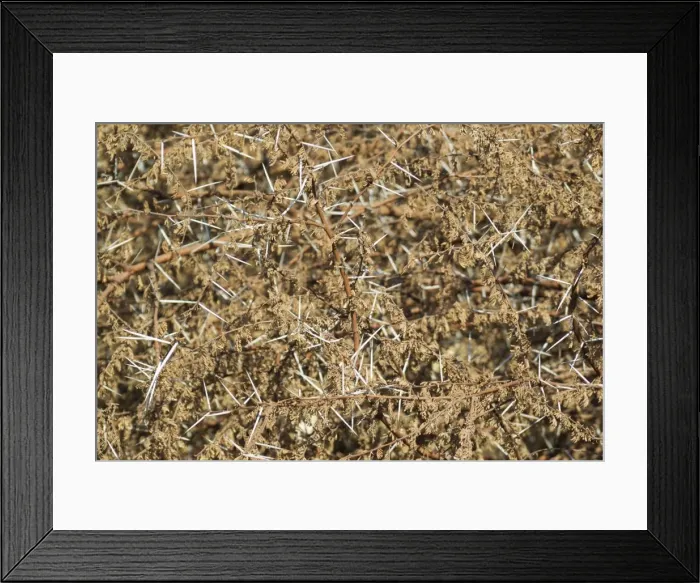 Framed Print : Picture No. 10900938 Framed Print : Picture No. 10900938