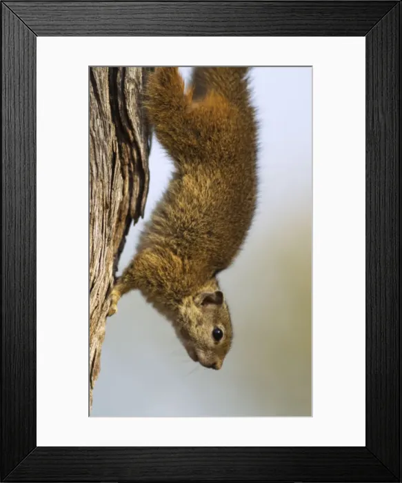 Framed Print : Picture No. 10900945 Framed Print : Picture No. 10900945