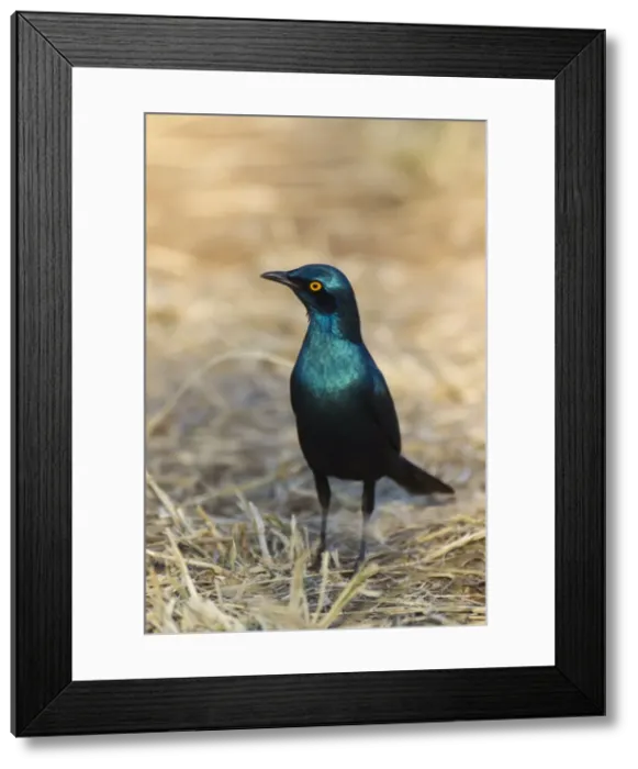 Framed Print : Picture No. 10900946 Framed Print : Picture No. 10900946