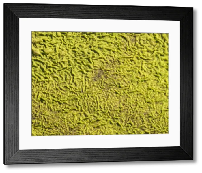 Framed Print : Picture No. 10900941 Framed Print : Picture No. 10900941