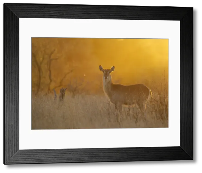 Framed Print : Picture No. 10900950 Framed Print : Picture No. 10900950