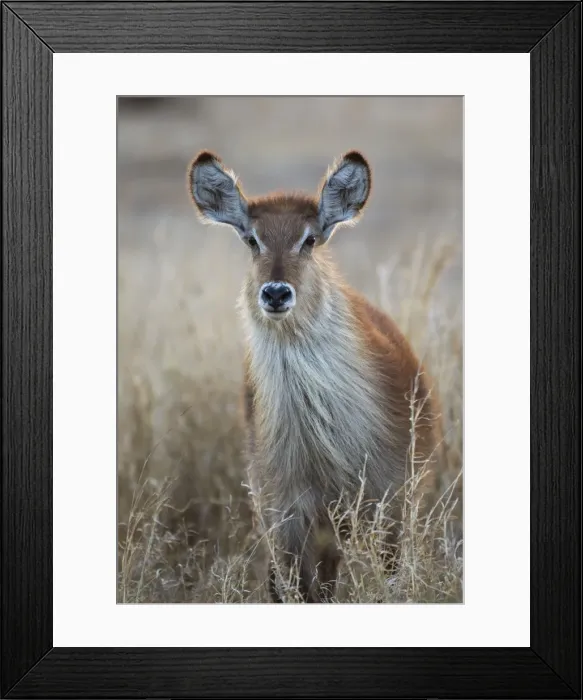 Framed Print : Picture No. 10900949 Framed Print : Picture No. 10900949
