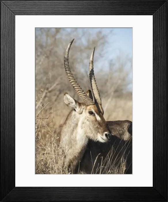 Framed Print : Picture No. 10900948 Framed Print : Picture No. 10900948