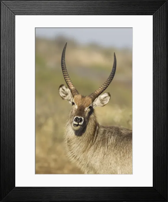 Framed Print : Picture No. 10900952 Framed Print : Picture No. 10900952