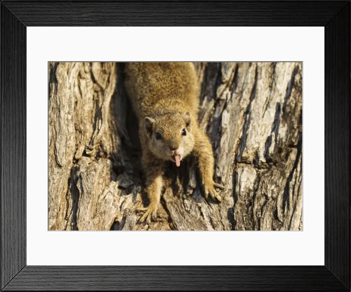 Framed Print : Picture No. 10900944 Framed Print : Picture No. 10900944
