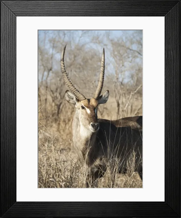 Framed Print : Picture No. 10900947 Framed Print : Picture No. 10900947