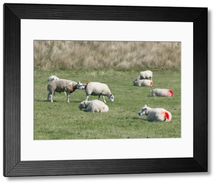 Framed Print : Picture No. 10900975 Framed Print : Picture No. 10900975