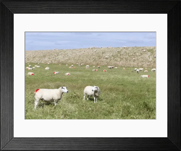 Framed Print : Picture No. 10900976 Framed Print : Picture No. 10900976