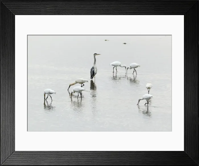Framed Print : Picture No. 10900981 Framed Print : Picture No. 10900981