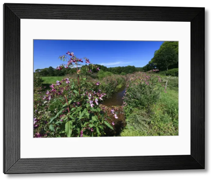 Framed Print : Picture No. 10900977 Framed Print : Picture No. 10900977
