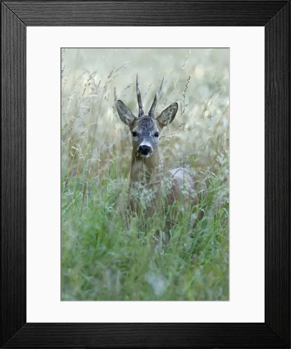 Framed Print : Picture No. 10900985 Framed Print : Picture No. 10900985