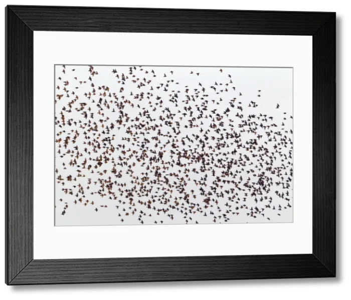Framed Print : Picture No. 10900980 Framed Print : Picture No. 10900980
