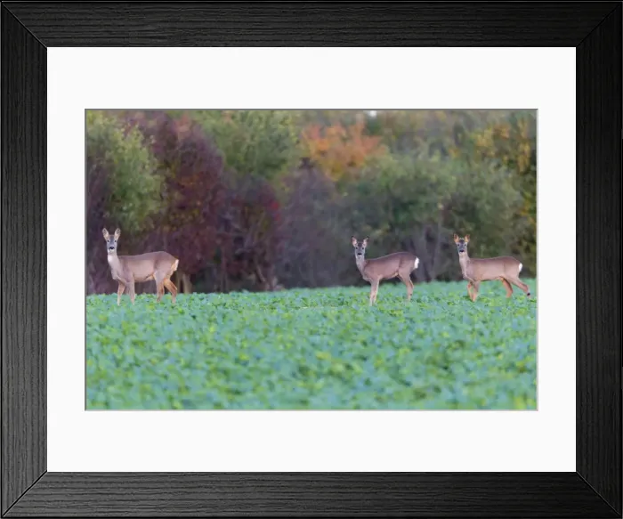 Framed Print : Picture No. 10900984 Framed Print : Picture No. 10900984