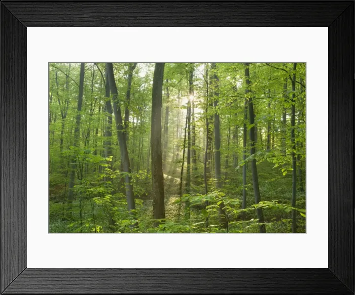 Framed Print : Picture No. 10896905 Framed Print : Picture No. 10896905