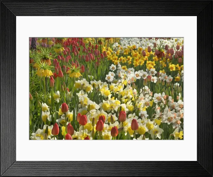 Framed Print : Picture No. 10896899 Framed Print : Picture No. 10896899