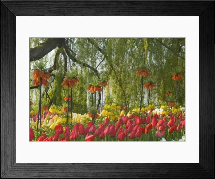 Framed Print : Picture No. 10896898 Framed Print : Picture No. 10896898