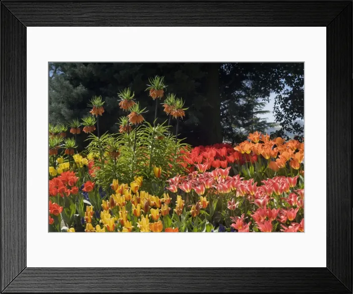 Framed Print : Picture No. 10896894 Framed Print : Picture No. 10896894