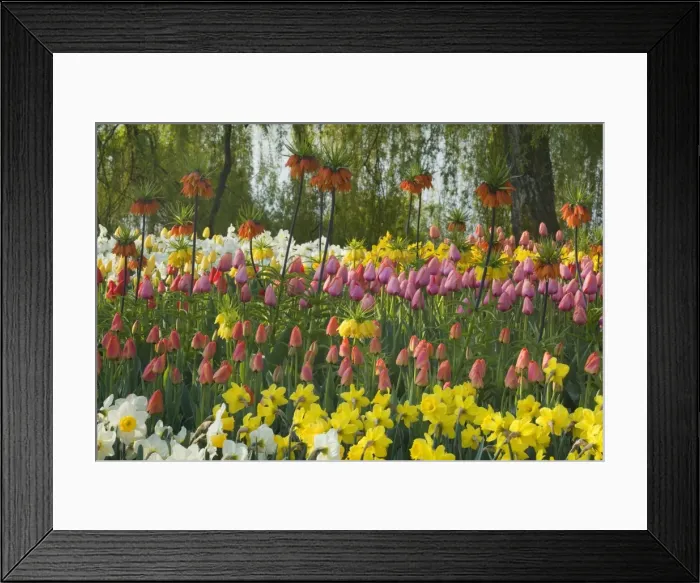 Framed Print : Picture No. 10896896 Framed Print : Picture No. 10896896