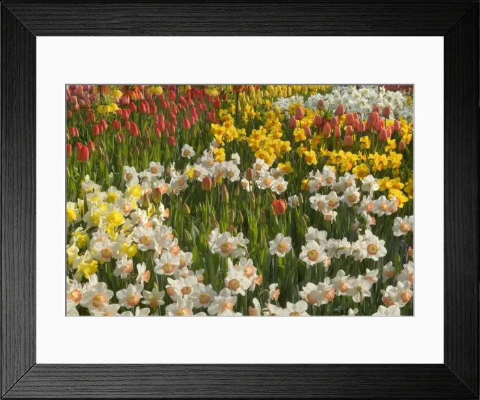 Framed Print : Picture No. 10896901 Framed Print : Picture No. 10896901