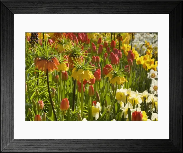 Framed Print : Picture No. 10896902 Framed Print : Picture No. 10896902