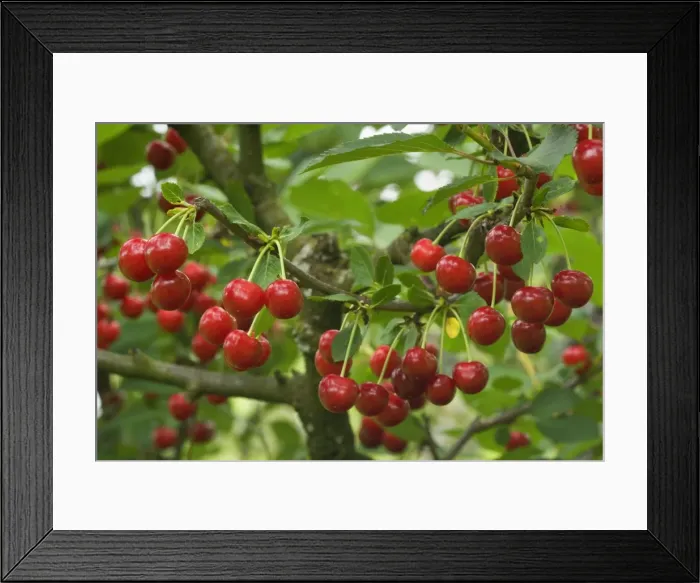 Framed Print : Picture No. 10896892 Framed Print : Picture No. 10896892