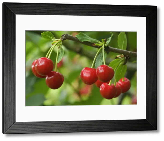 Framed Print : Picture No. 10896893 Framed Print : Picture No. 10896893