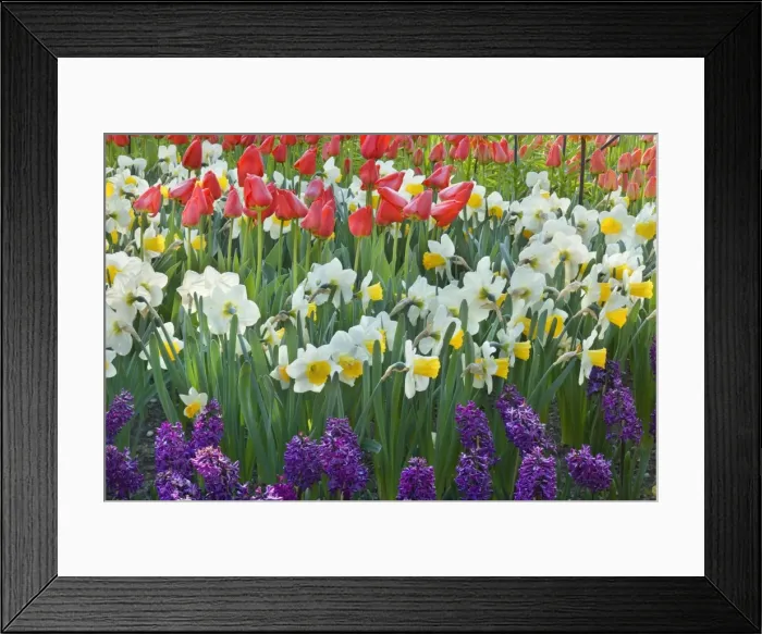 Framed Print : Picture No. 10896903 Framed Print : Picture No. 10896903