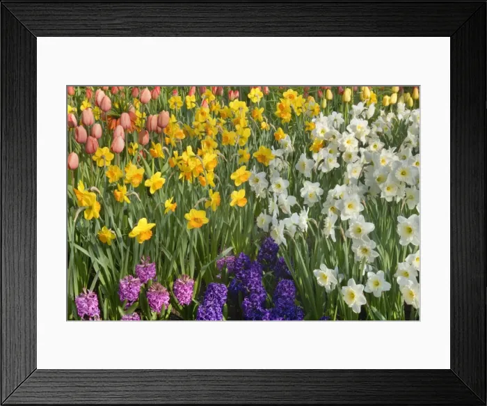 Framed Print : Picture No. 10896900 Framed Print : Picture No. 10896900