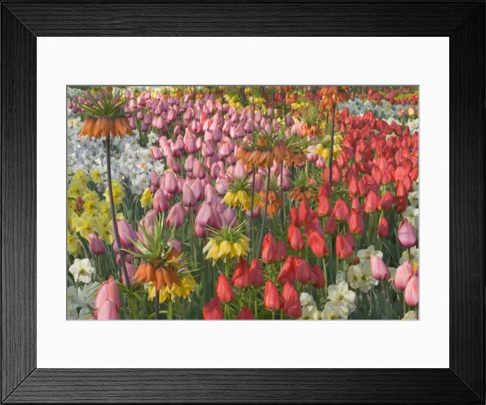 Framed Print : Picture No. 10896897 Framed Print : Picture No. 10896897