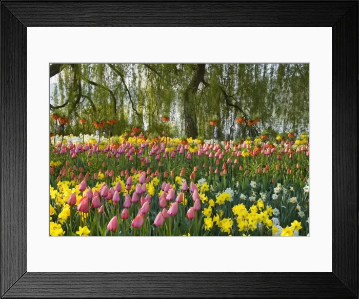Framed Print : Picture No. 10896895 Framed Print : Picture No. 10896895