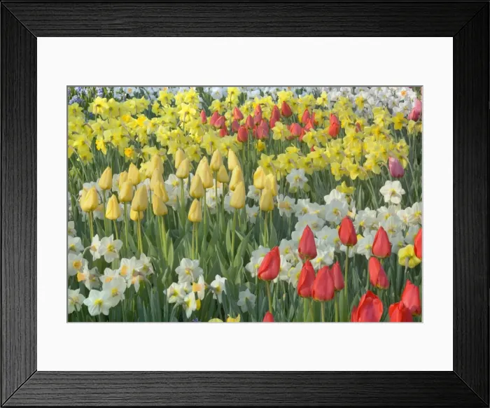 Framed Print : Picture No. 10896904