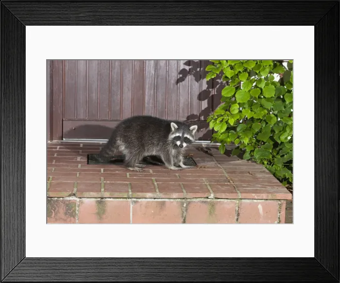 Framed Print : Picture No. 10900992 Framed Print : Picture No. 10900992