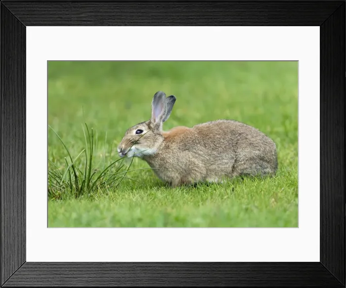 Framed Print : Picture No. 10900994 Framed Print : Picture No. 10900994
