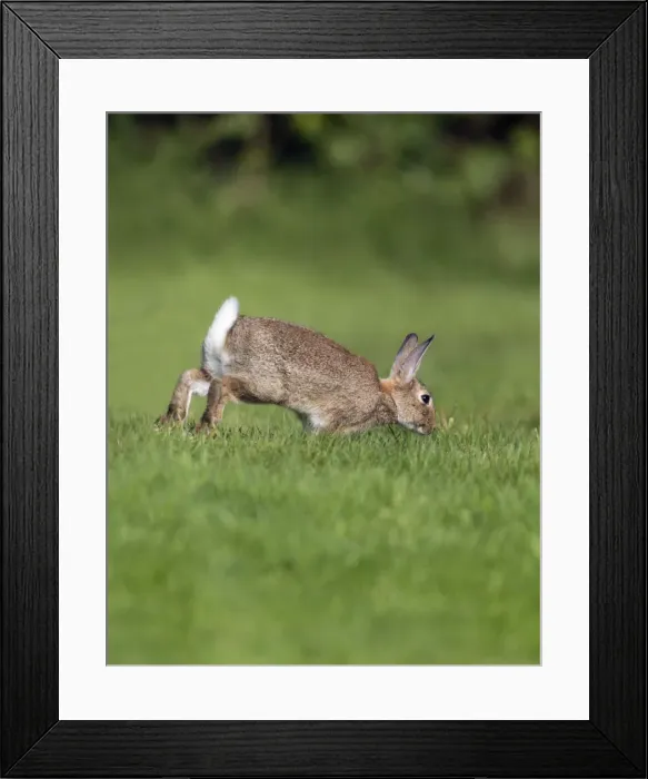 Framed Print : Picture No. 10900995 Framed Print : Picture No. 10900995