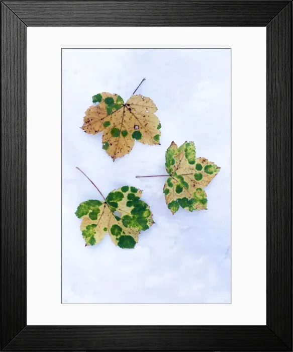 Framed Print : Picture No. 10900998 Framed Print : Picture No. 10900998