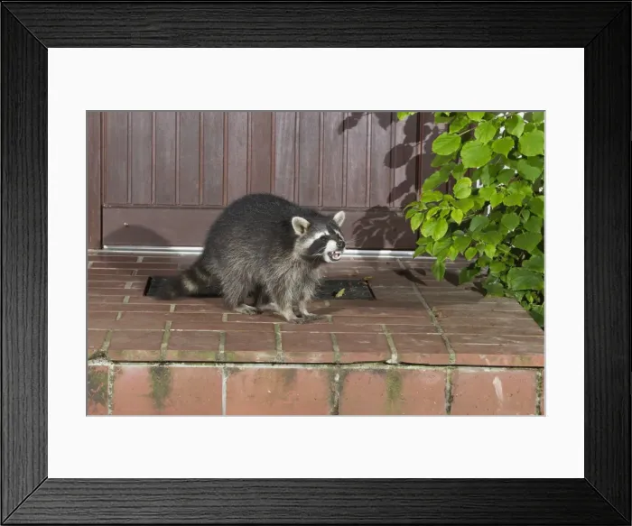 Framed Print : Picture No. 10900993 Framed Print : Picture No. 10900993