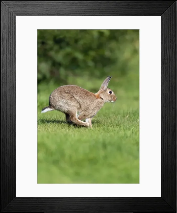 Framed Print : Picture No. 10900996 Framed Print : Picture No. 10900996